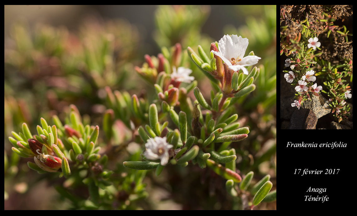 Frankenia ericifolia
